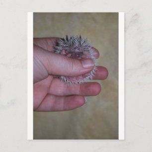 Baby Hedgehog in Hand Postcard