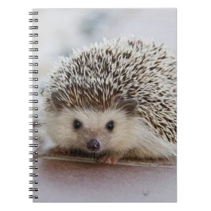 Baby hedgehog notebook