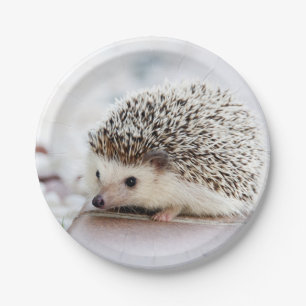 Baby Hedgehog Paper Plate