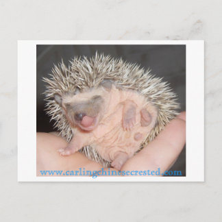 Baby hedgehog Postcard
