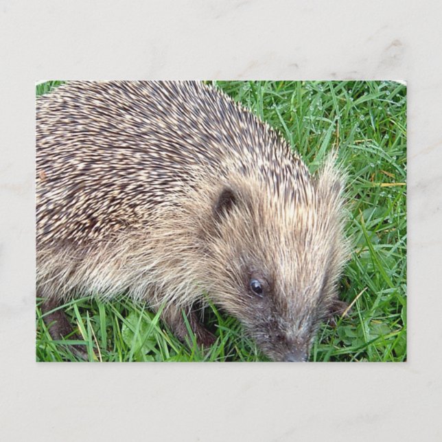 Baby Hedgehog Postcard (Front)