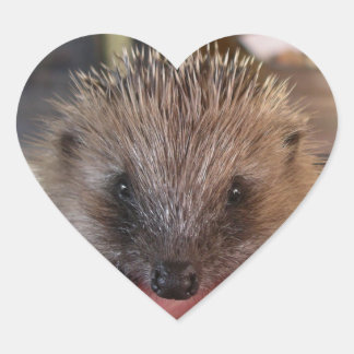 Baby Hedgehog Sticker