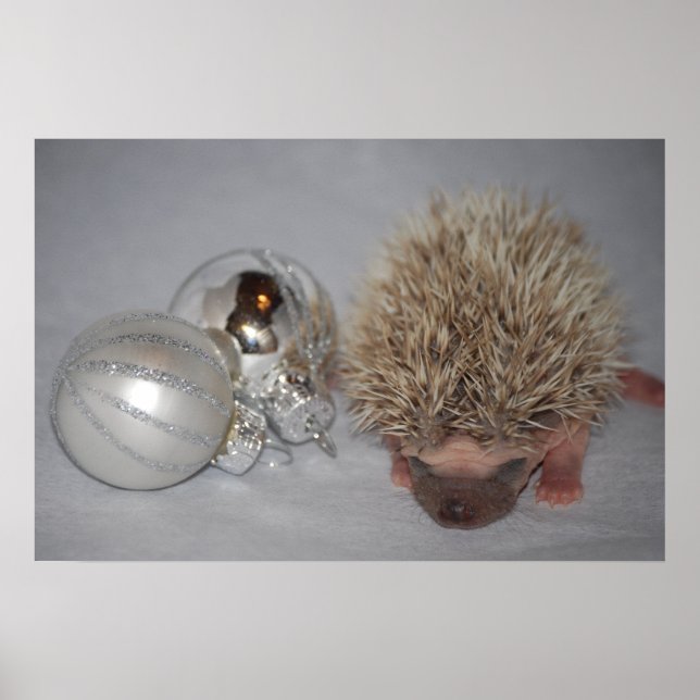 Baby Hedgehog with Christmas Ornament Poster (Front)
