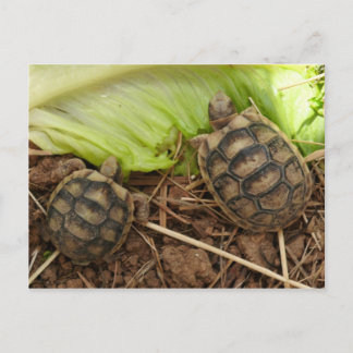 Baby Hermans Tortoises Postcard