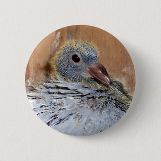 Baby Homing Pigeon Button