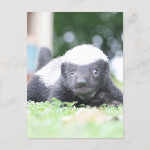 Baby honey badger on green grass photograph holiday postcard