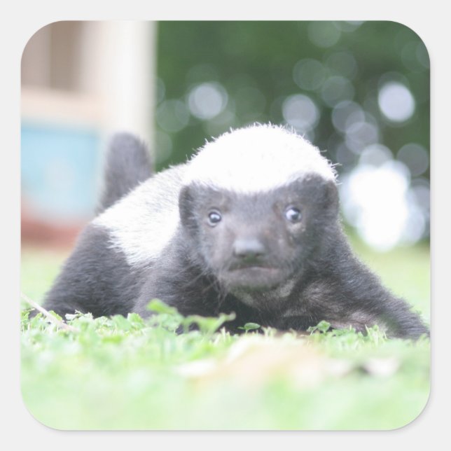 Baby honey badger on green grass photograph square sticker (Front)