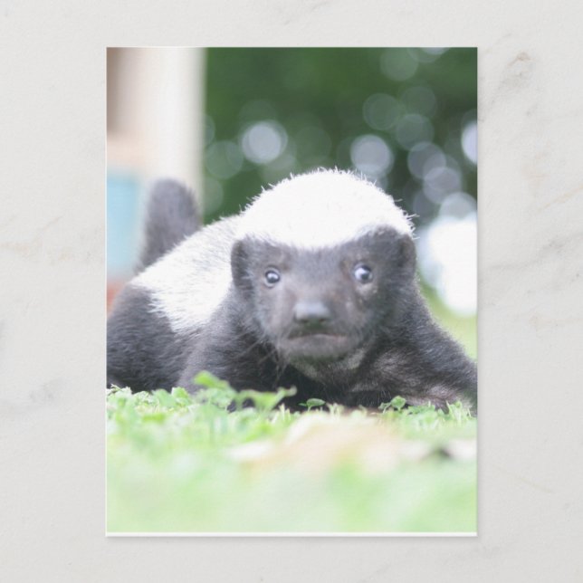 Baby honey badger postcard (Front)