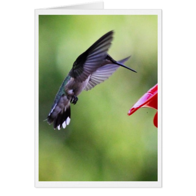 Baby Hummingbird Wizard Card (Front)