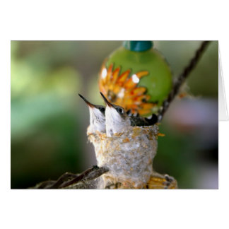 Baby hummingbirds