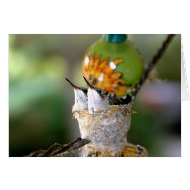Baby hummingbirds (Front Horizontal)