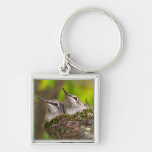 Baby hummingbirds keychain