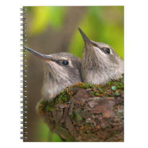 Baby hummingbirds notebook