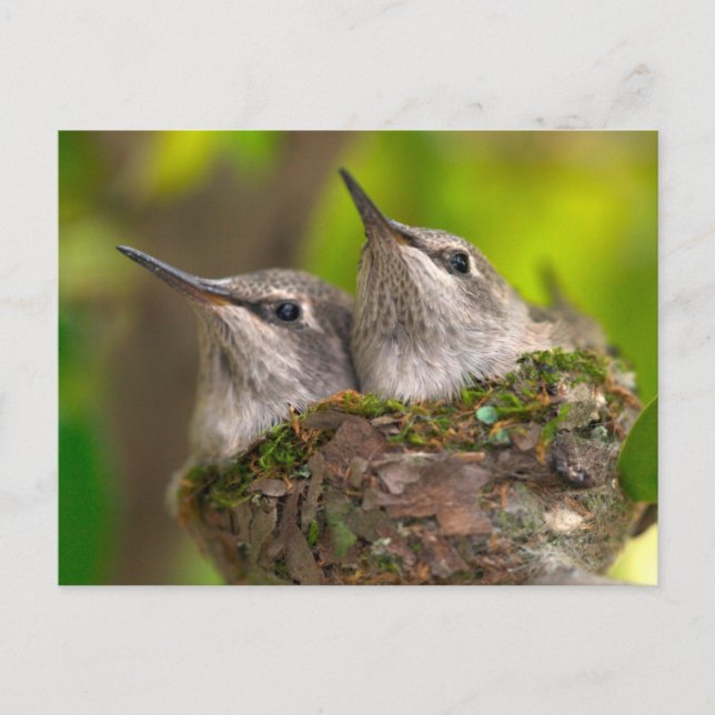 Baby hummingbirds postcard (Front)