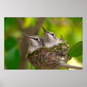 Baby hummingbirds poster