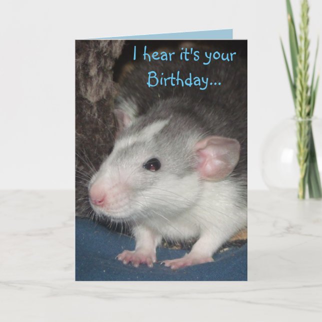 baby husky Dumbo rat Birthday card (Front)