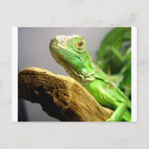 Baby Iguana Postcard
