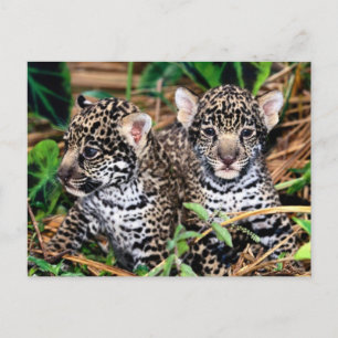 Baby Jaguar Cubs Postcard