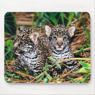 Baby jaguars mouse pad