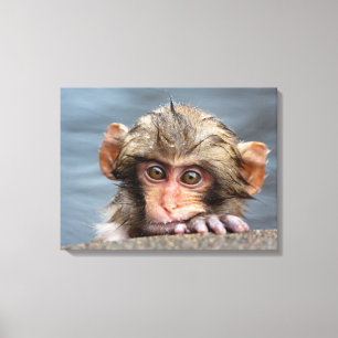 Baby Japanese Macaque   Jigokudani Yaen-Koen Canvas Print