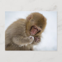Baby Japanese Macaque | Snow Monkey