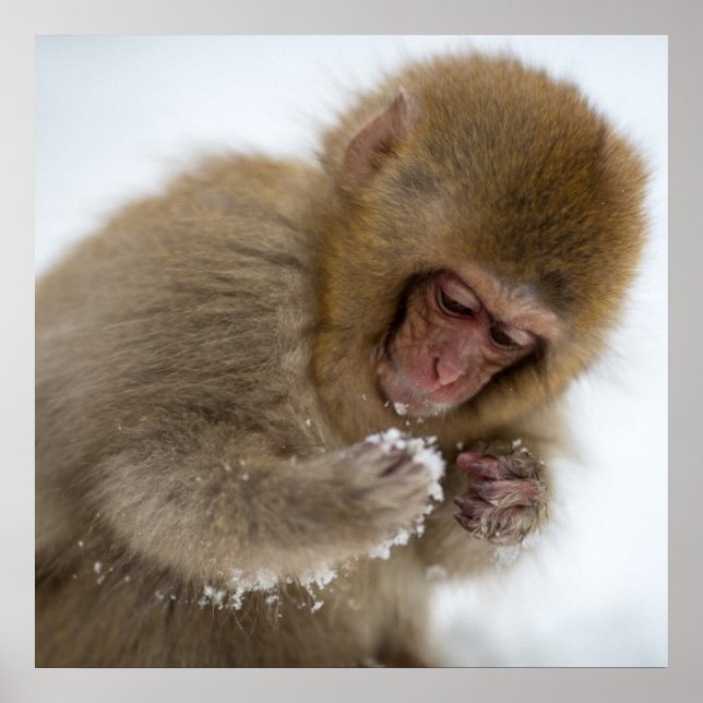 Baby Japanese Macaque | Snow Monkey Poster (Front)