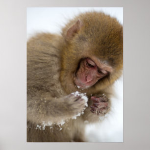 Baby Japanese Macaque   Snow Monkey Poster