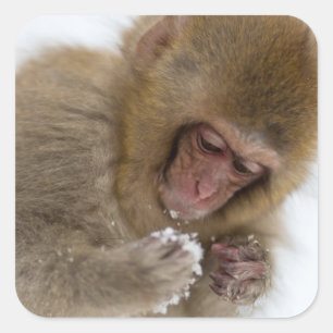 Baby Japanese Macaque   Snow Monkey Square Sticker