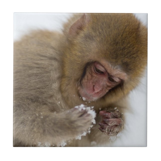Baby Japanese Macaque | Snow Monkey Tile (Front)