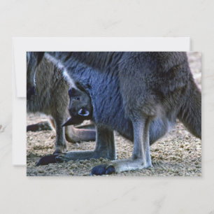 Baby kangaroo in mother's pouch - Australia Invitation