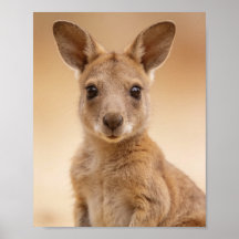Baby Kangaroo Portrait – Cute Nursery Animal Wall