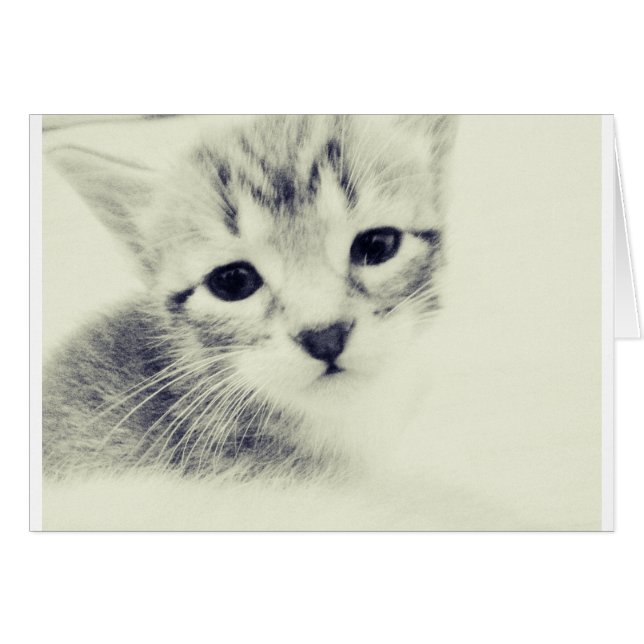 Baby Kittens (Front Horizontal)