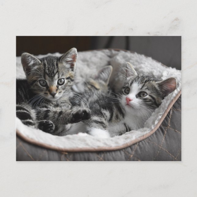 baby kittens postcard (Front)