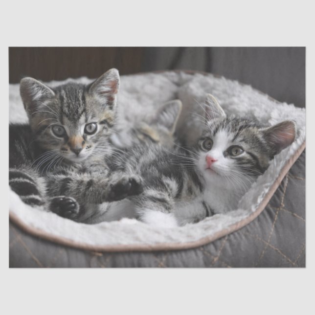 baby kittens tissue paper (Front)