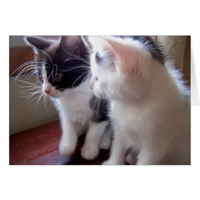 baby kitties (Front Horizontal)