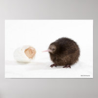 Baby Kiwi Bird Hatched from Egg