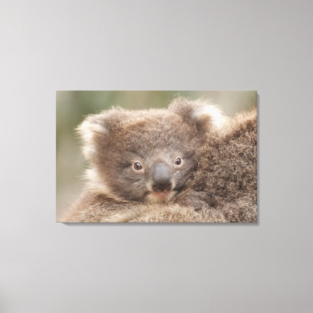 Baby Koala Canvas Print (Front)