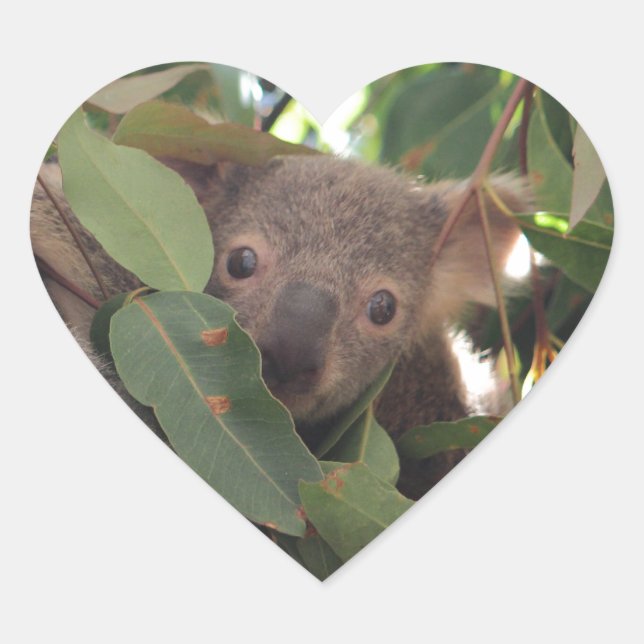 Baby Koala Heart Sticker (Front)