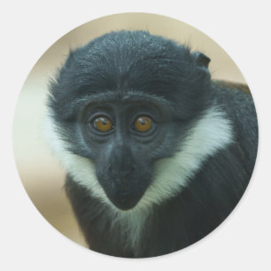 Baby L’Hoest Monkey Metal Print Classic Round Sticker