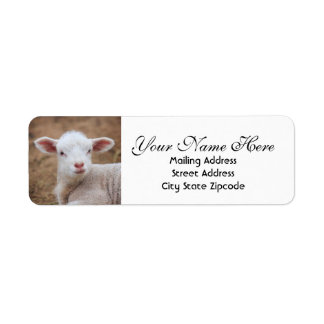Baby Lamb Adresse de retour