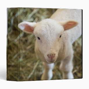 Baby Lamb Binder