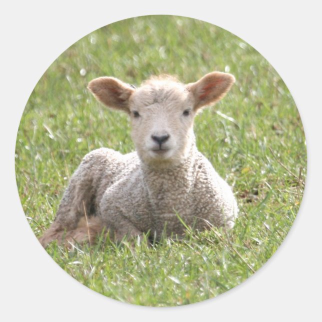 Baby Lamb Classic Round Sticker (Front)