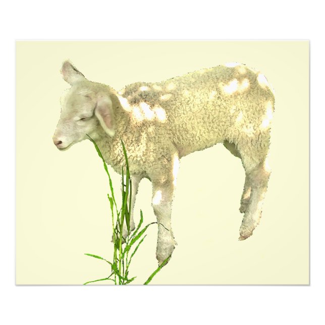 Baby Lamb in Grass on Yellow Photo Print (Front)