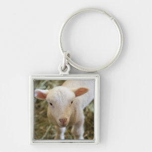 Baby Lamb Keychain