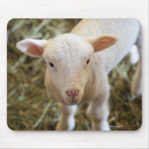 Baby Lamb Mouse Pad