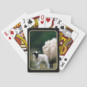 Baby Lamb  Photo Art Playing Cards