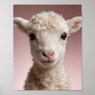 Baby Lamb Portrait – Cute Nursery Animal Wall Art