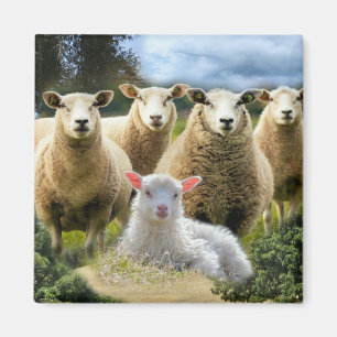 Baby Lamb Sheep Herd Flock Magnet