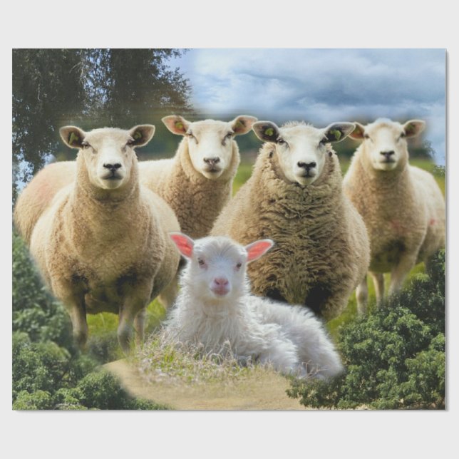 Baby Lamb Sheep Herd Flock Wrapping Paper (Flat)