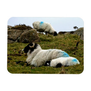 Baby Lamb Sleeping Near Wistman's Wood Magnet